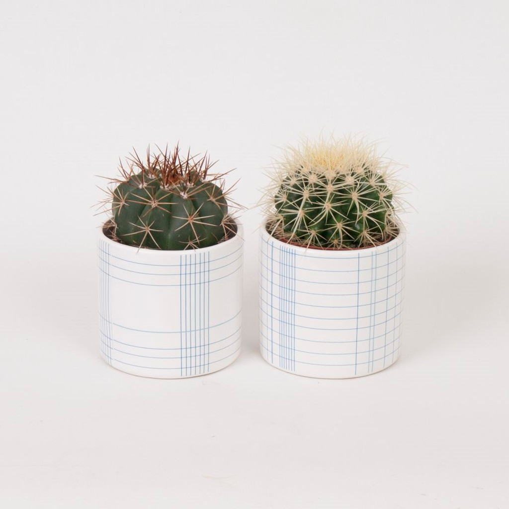 Sophisticated and Sleek Cactus Gift set Comes Potted in White Ceramic Planter with Detailed Blue Lines Design