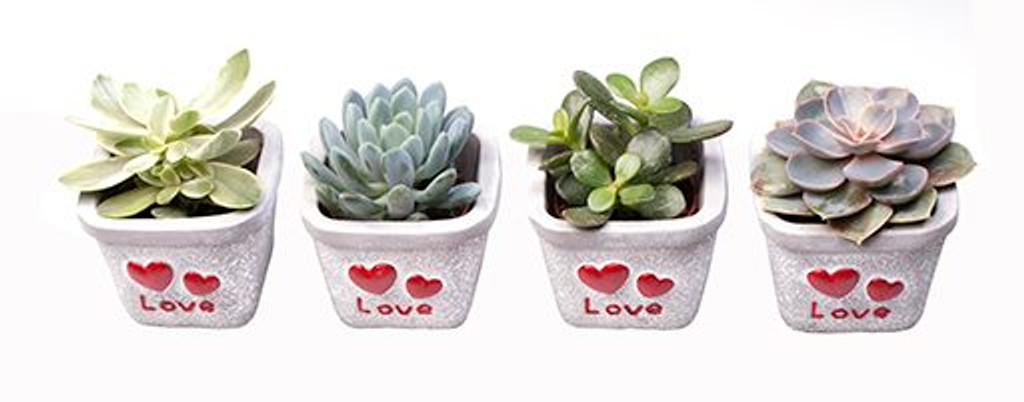 Special Succulents in White Ceramic "I Love You" Detailed Pot Ideal Gift for any Loved One- set of 4