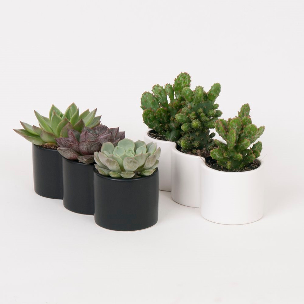 sucullant trio white and Black