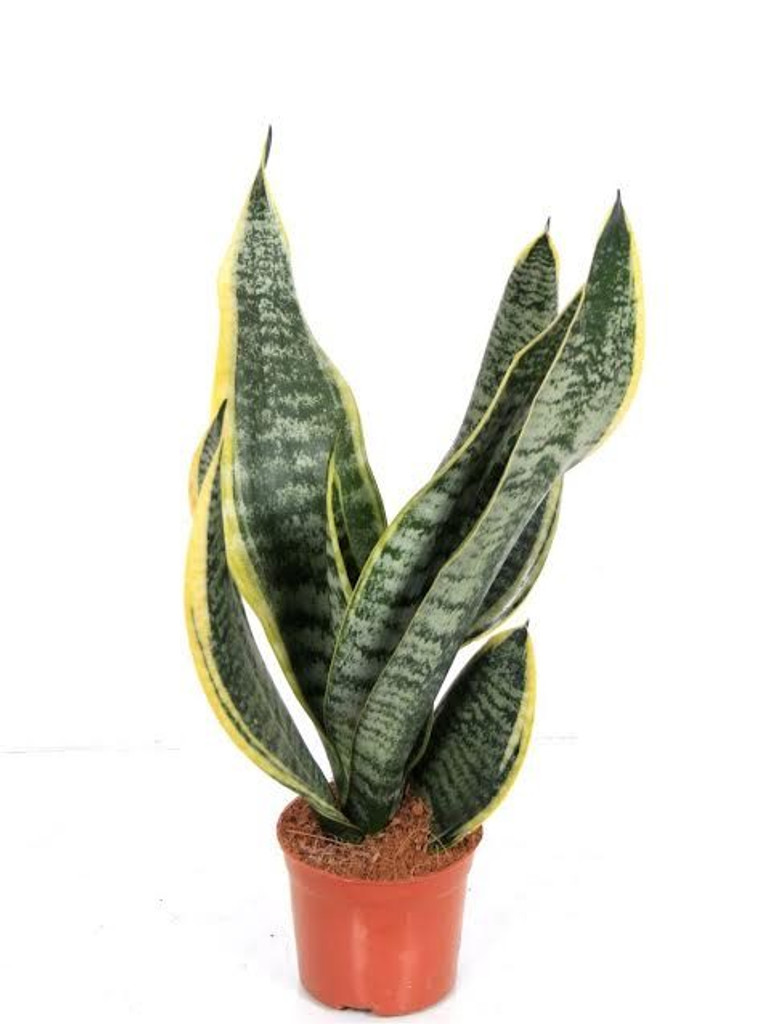 Sansevieria Trifasciata