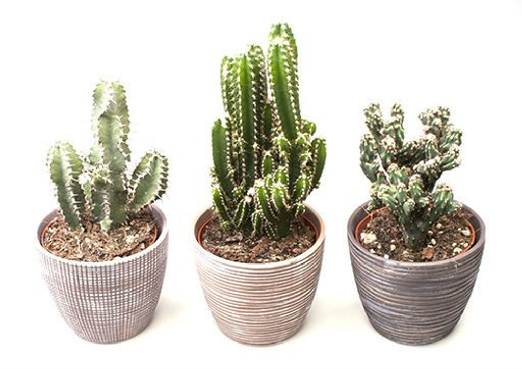 Rustic Ceramic potted Cactus