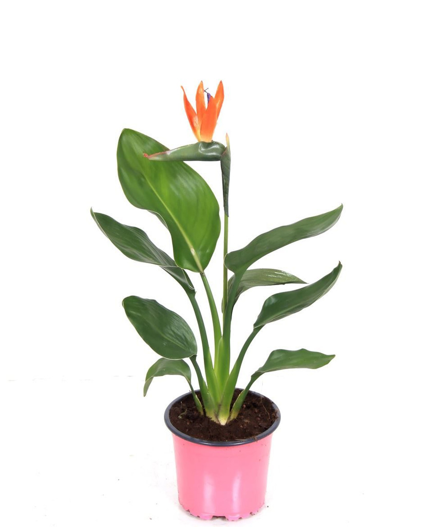 Orange bird of Paradise