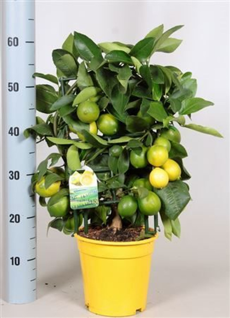 Luscious Lemon trellis.