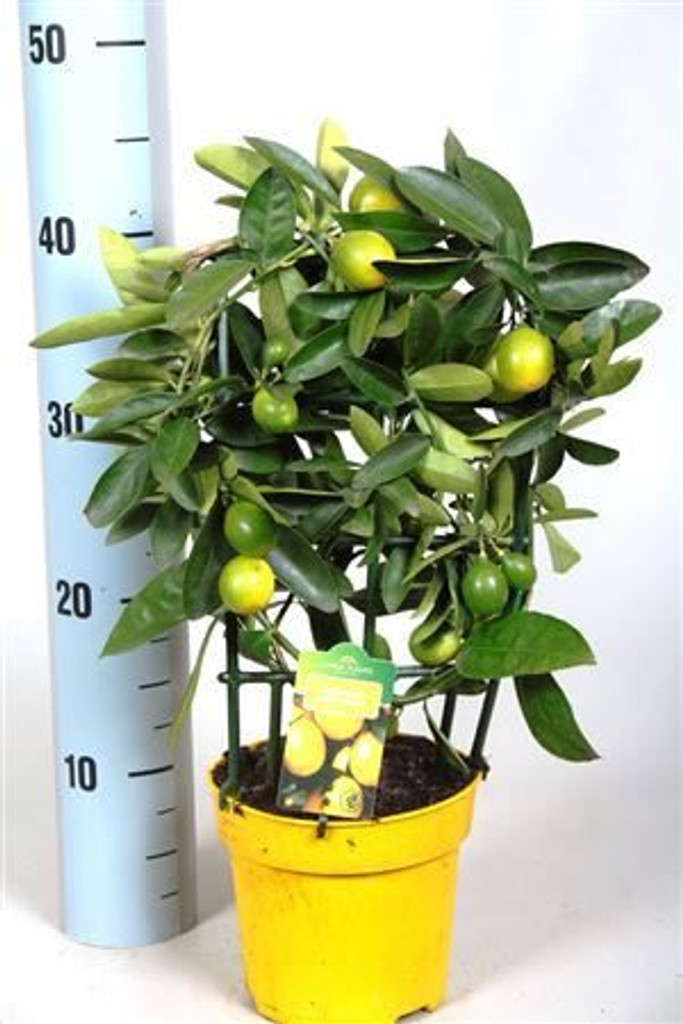 Luscious Small Limonella trellis - Lemon tree.