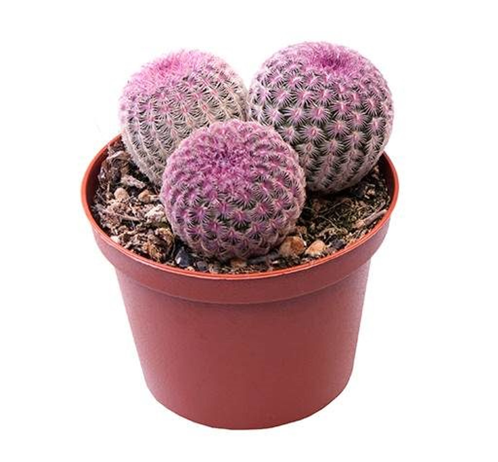 3 in 1 Lace Cactus