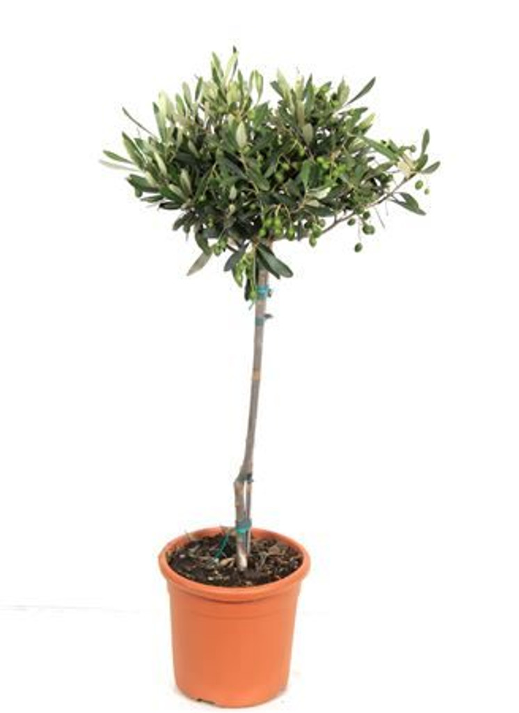 Half standard Olive Tree