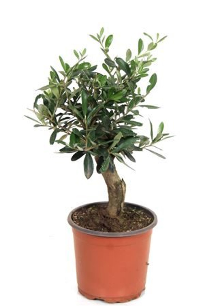Small Olive Bonsai