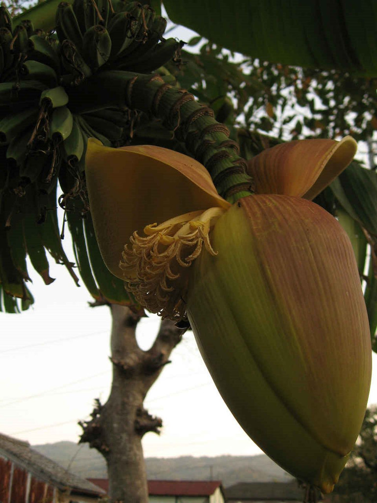 Japanese Banana Tree flowers