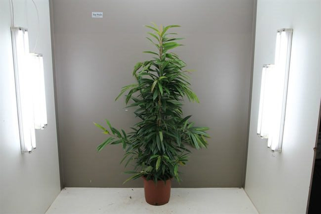 Large Amstel King tree