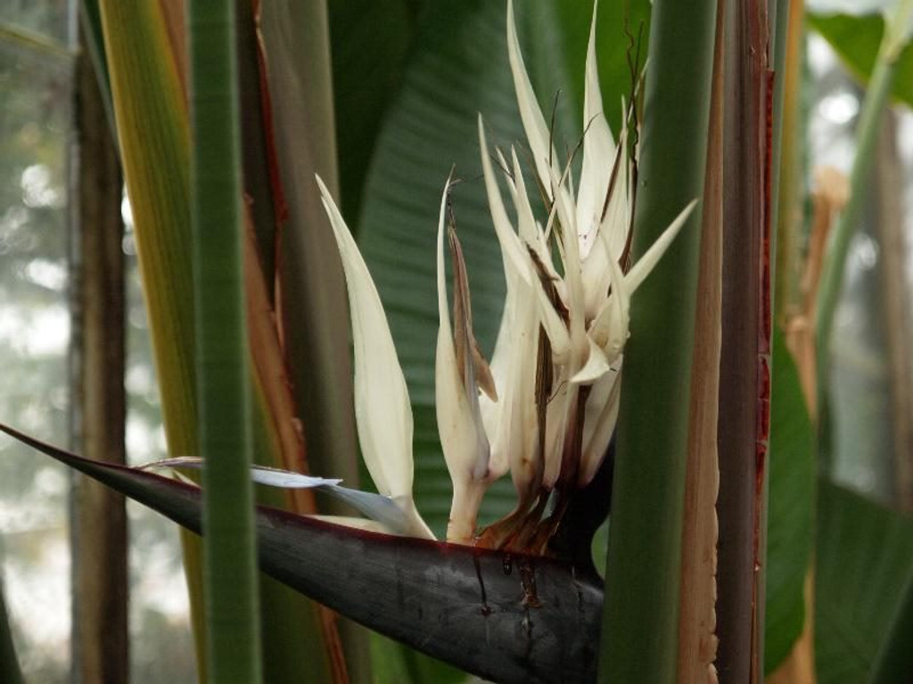 White Bird of Paradise flower