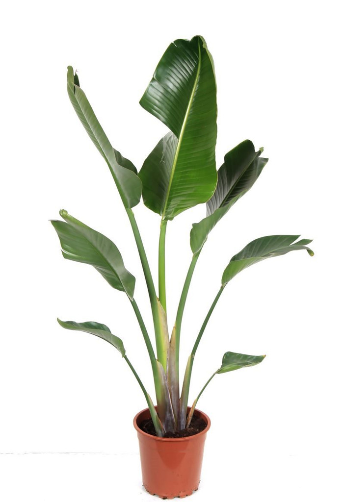Strelitzia Augusta