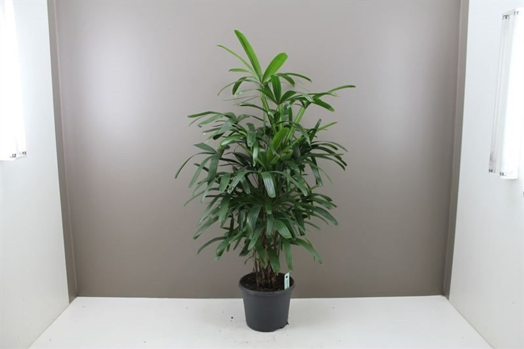 Indoor Lady Palm Rhapis Excelsa