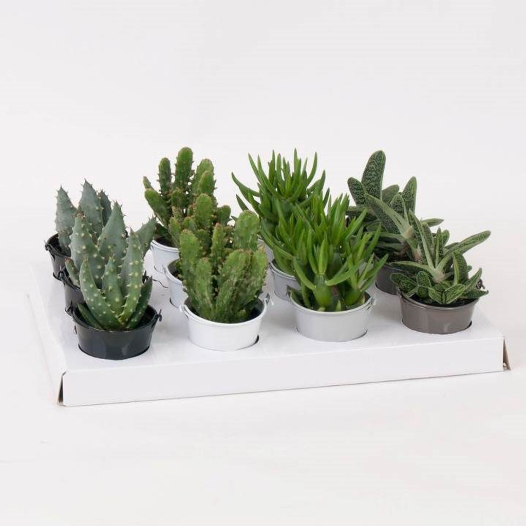 Magnetic planter succulents