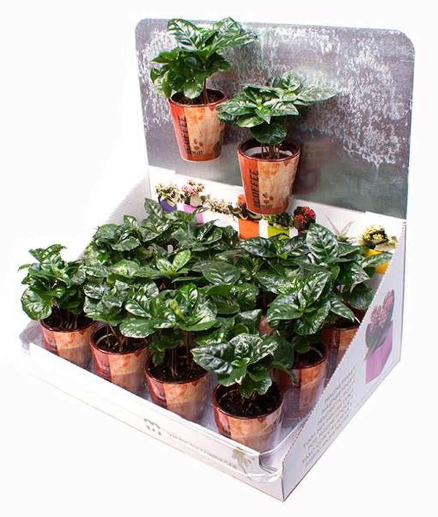 magnetic coffee plant