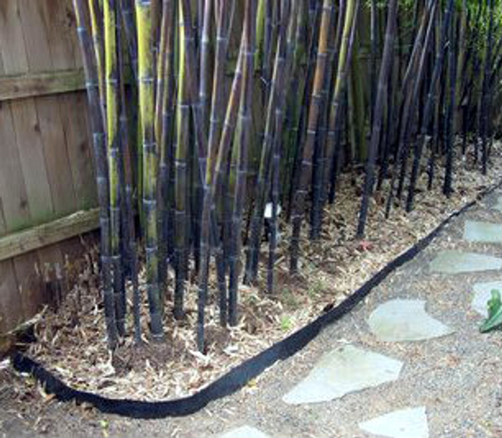 Prevent rhizomes spreading