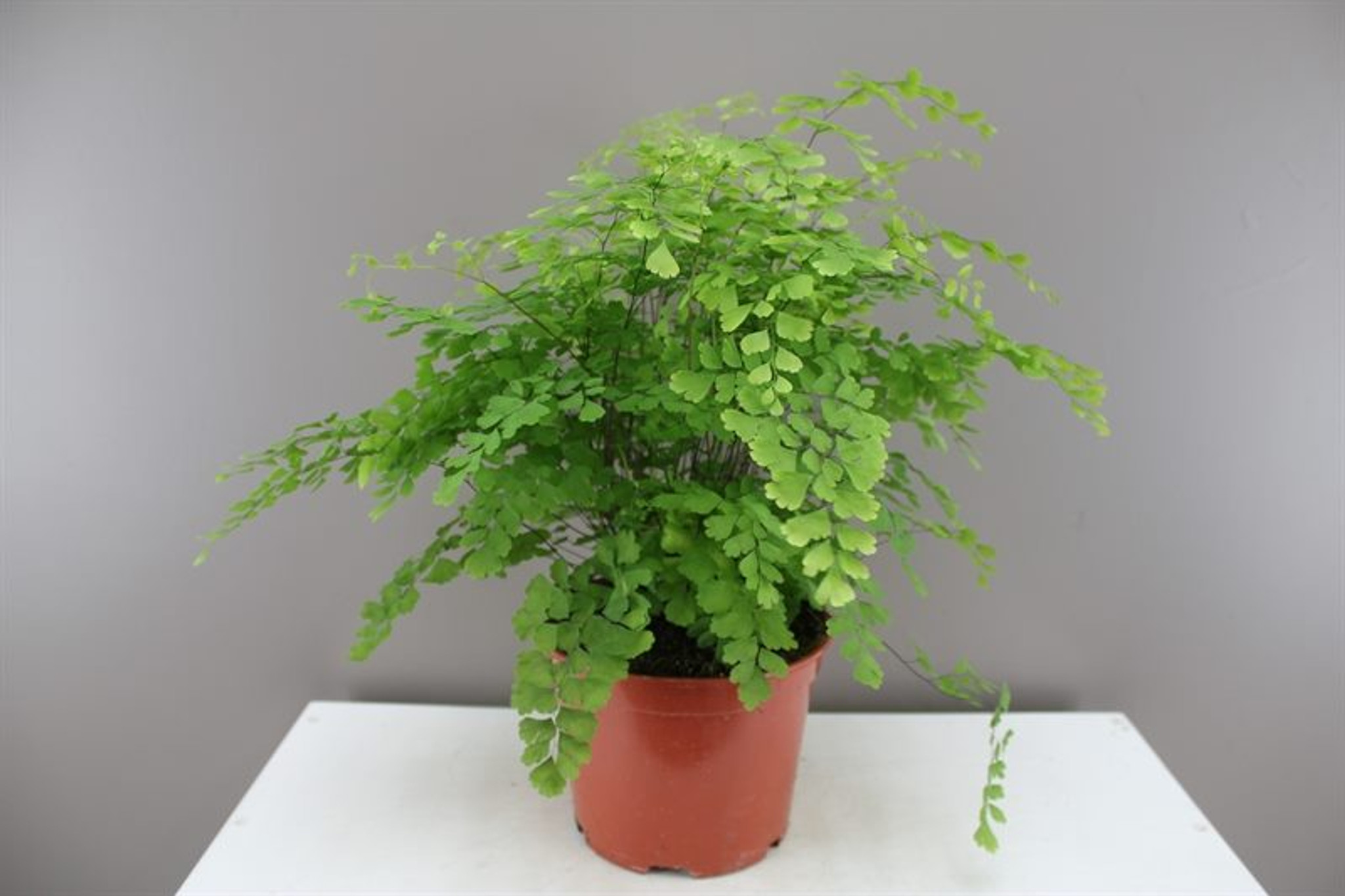 Indoor Fern Plants Best4Garden.co.uk Ltd.