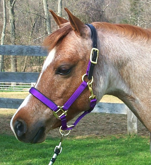 Padded Nylon Breakaway Halter Pony & Cob Sizes Just for Ponies