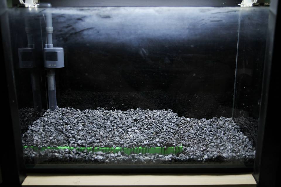 Setting up a Cardinal Sulawesi shrimps tank (Step by Step by Riversun