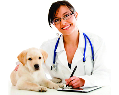 joint support for animals