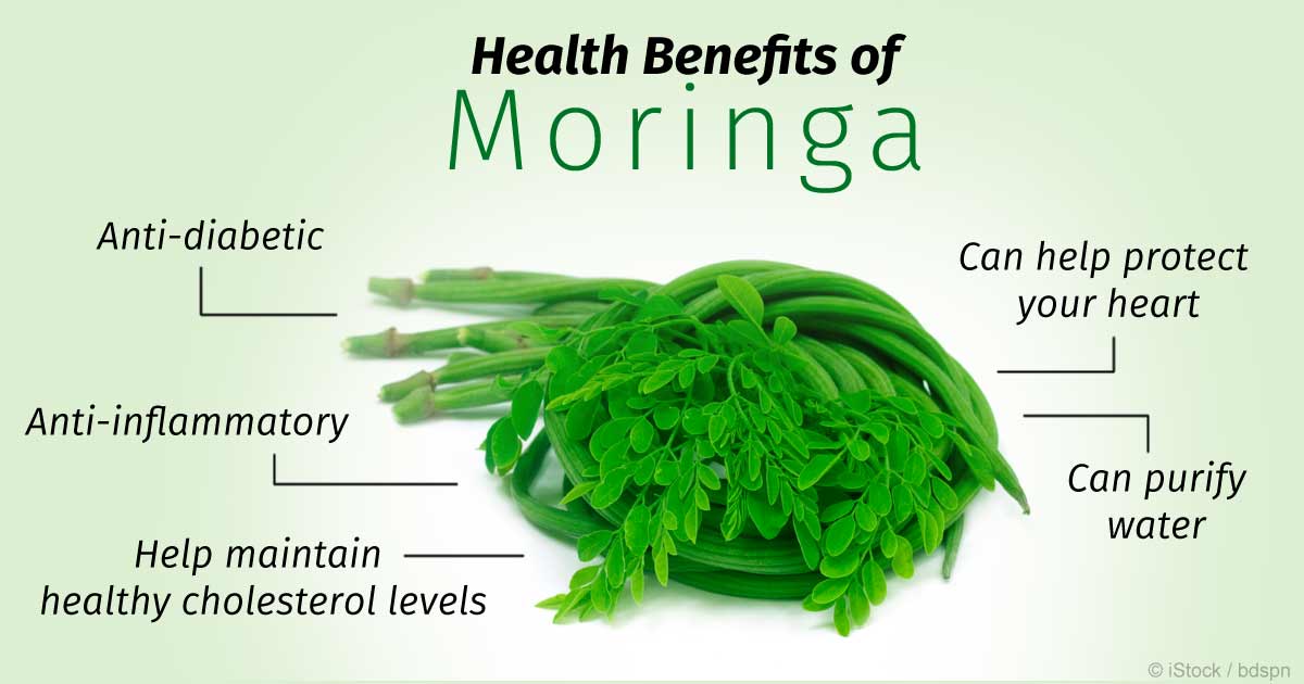 Moringa Oleifera- Benefits, Uses And Nutritional Facts - All About Neem