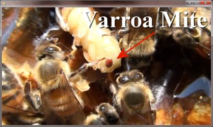 Varroa Mite