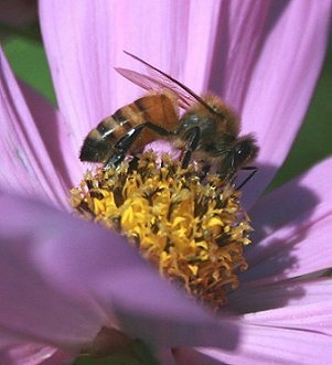 Bee In Flower