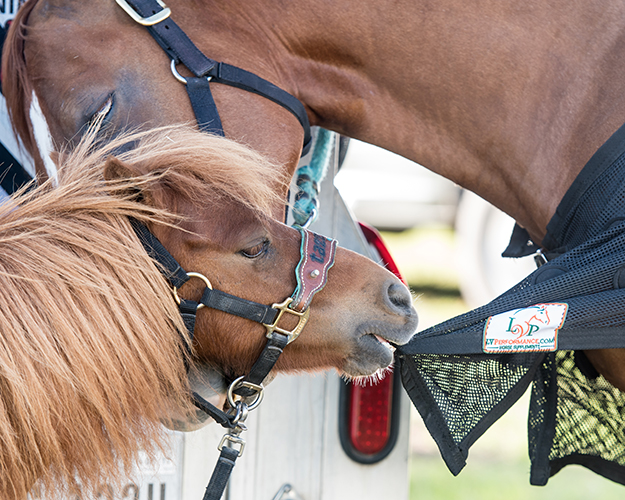 LVPerformance Baby Horse with Mother Horse