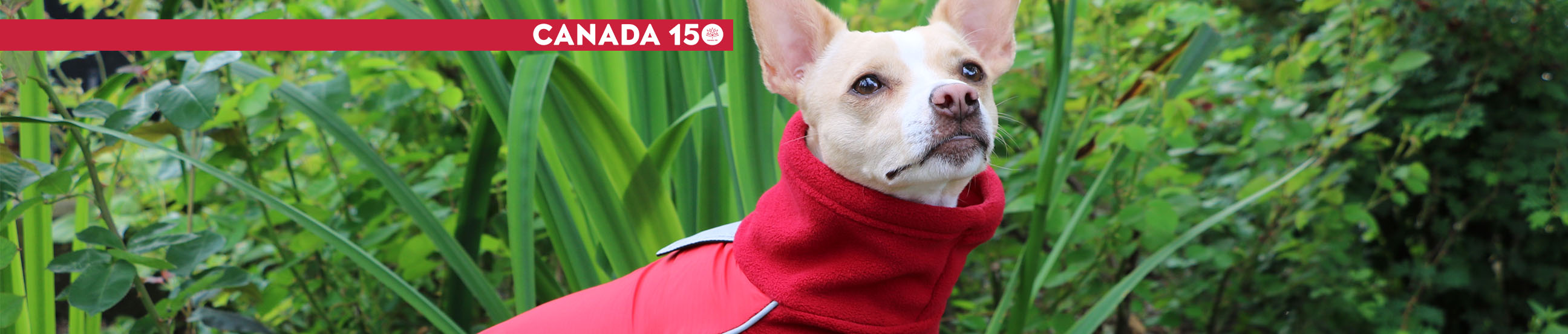 Quality dog coats, waterproof outdoor gear for active dogs. Canadian