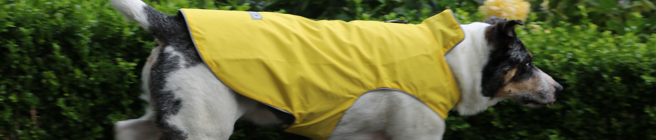 Quality dog coats, waterproof outdoor gear for active dogs. Canadian