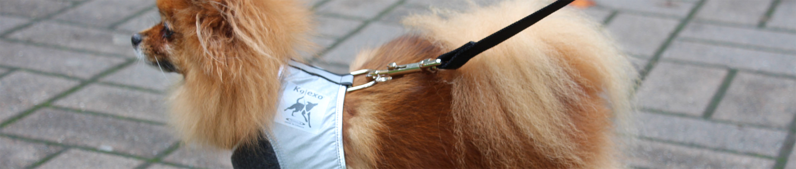 Quality dog coats, waterproof outdoor gear for active dogs. Canadian