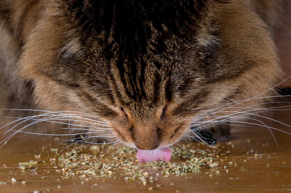 Cat licking catnip. Other plants can cause similar effects.