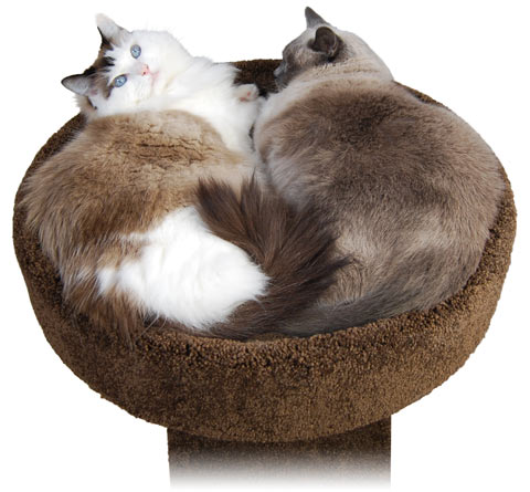 Big cat bed best sale