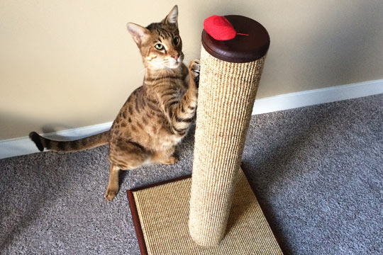 This Cat Scratching Mat Saves Your Carpets Is Actually Attractive