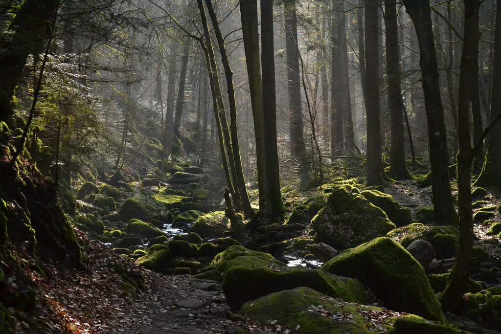 germany tourism black forest