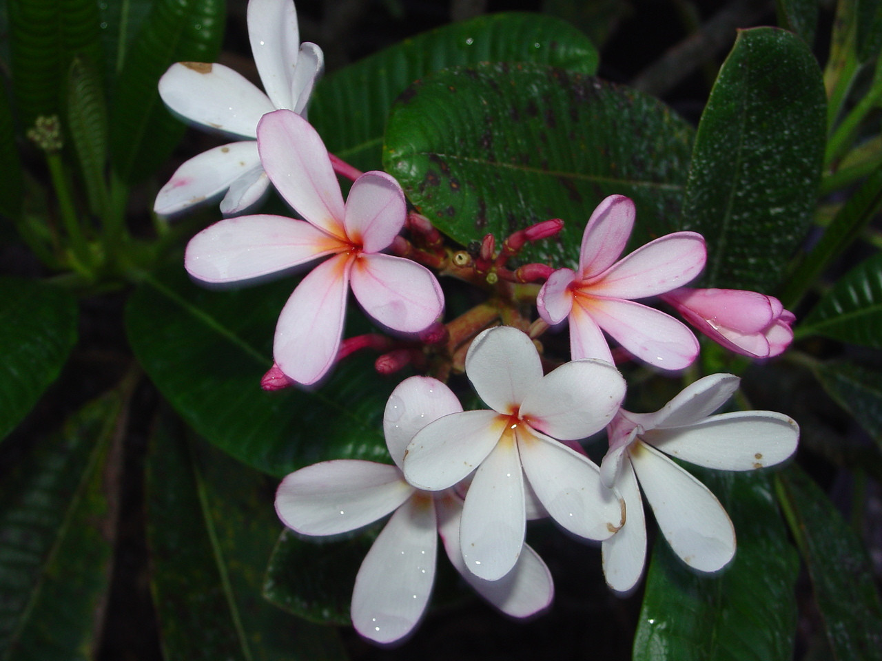 Dwarf Singapore Pink Plumeria - Plumeria by Florida Colors Nursery