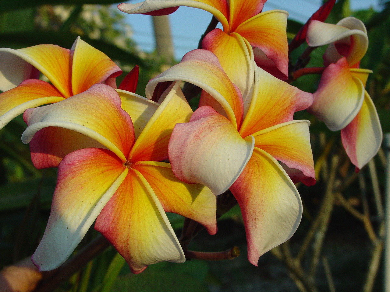 hawaiian-flag-plumeria-plumeria-by-florida-colors-nursery