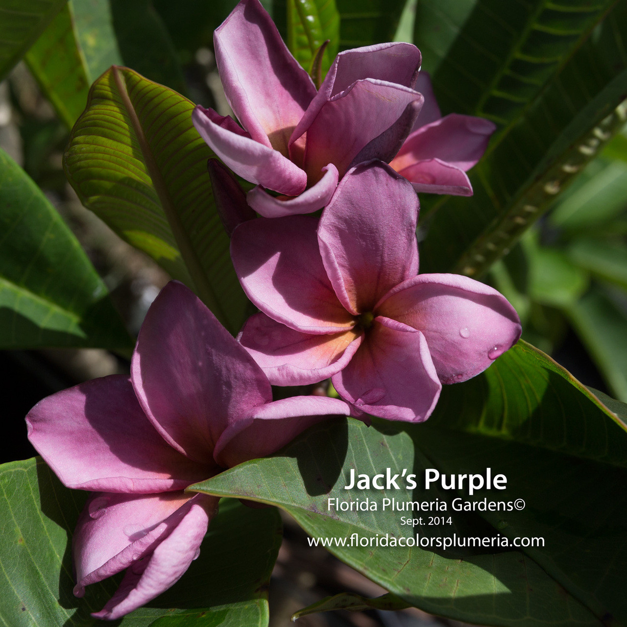 Purple Jack Plumeria - Plumeria by Florida Colors Nursery
