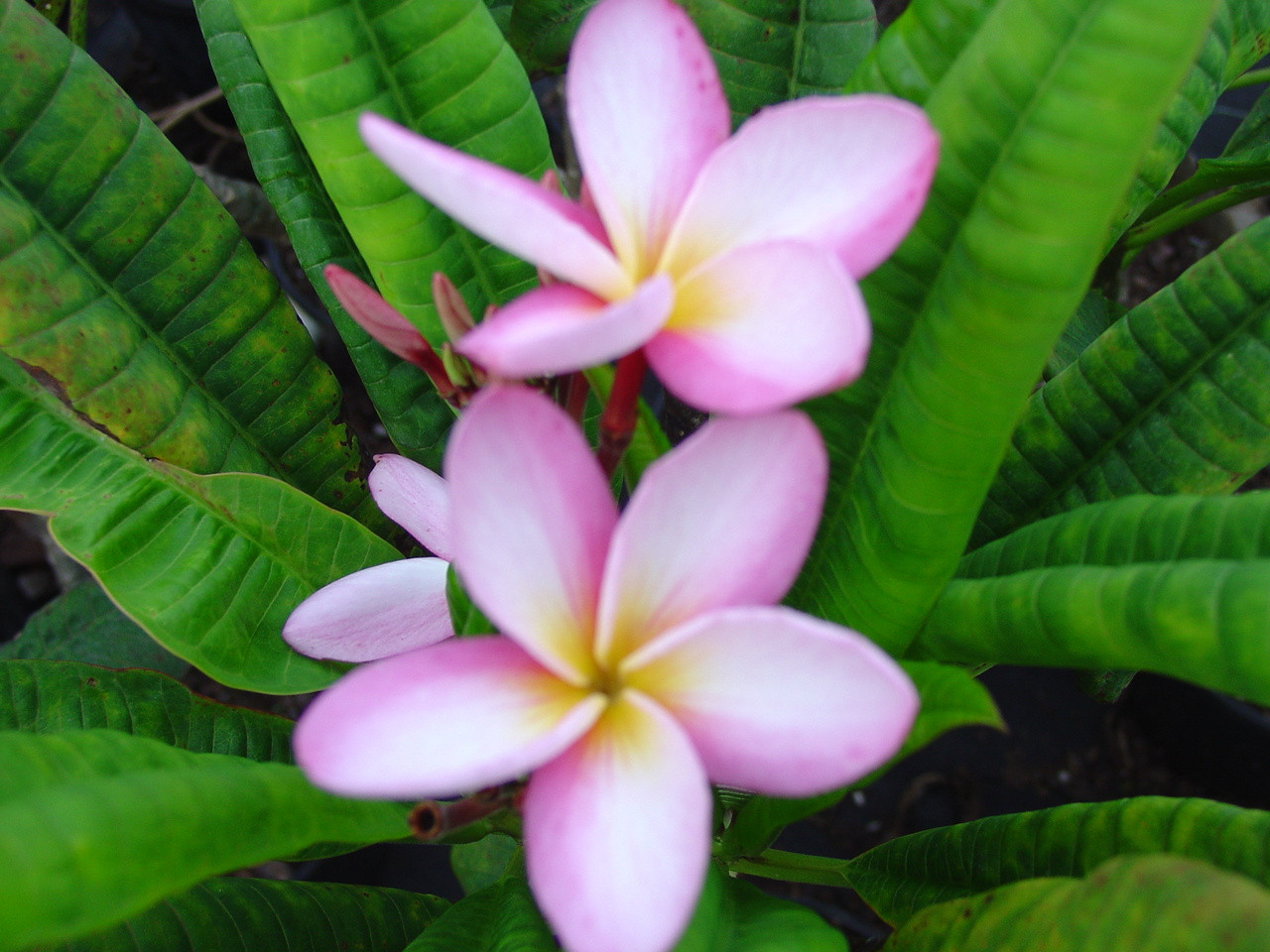 Lady Godiva Plumeria Plumeria By Florida Colors Nursery