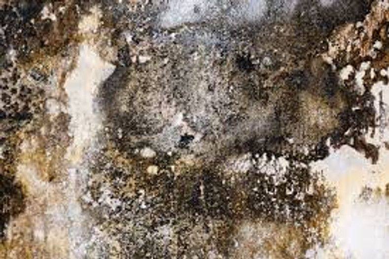 The Invisible Dangers of Mold