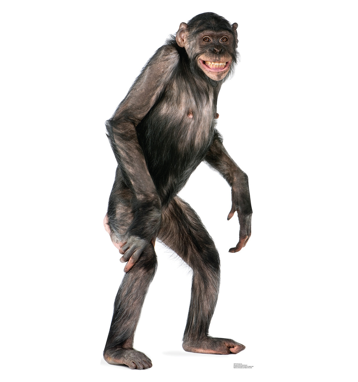 chimpanzee size and weight