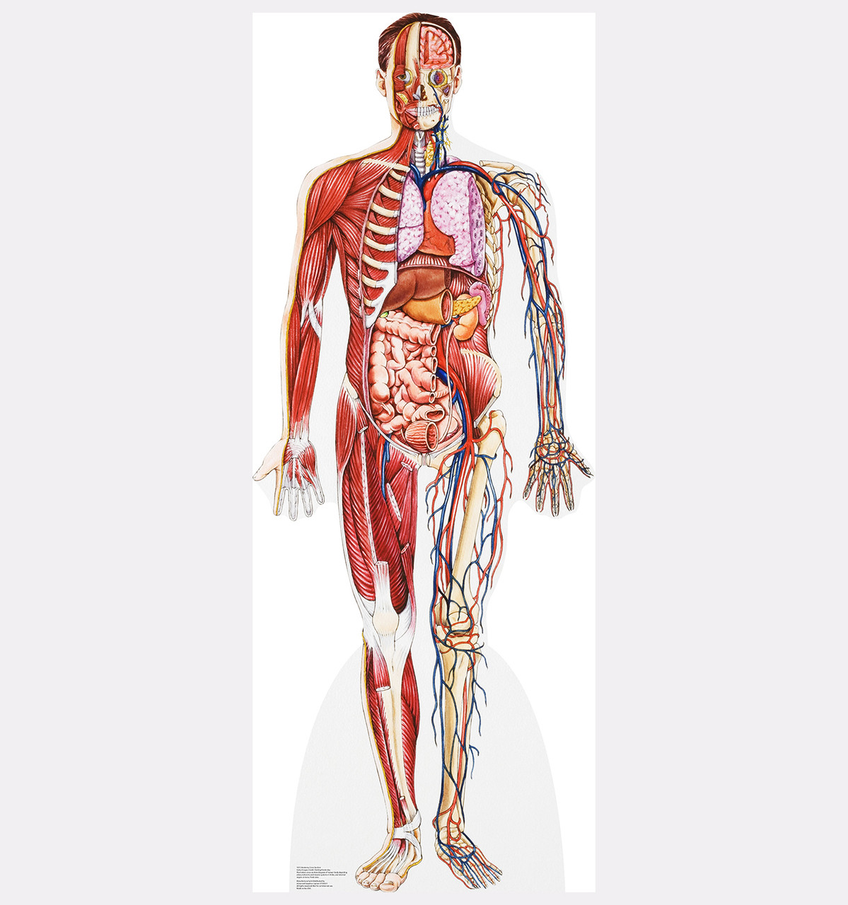 Life-size Anatomy - Cross Section Cardboard Standup