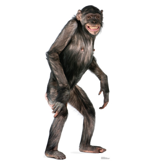 Life-size Chimpanzee Cardboard Standup