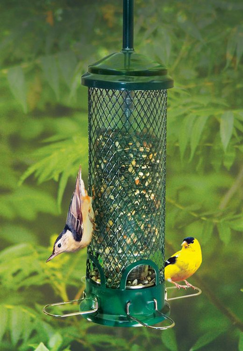 squirrel buster bird feeder canada squirrel buster bird feeder canada