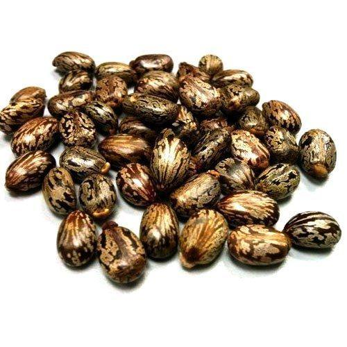black-castor-oil-seeds.png