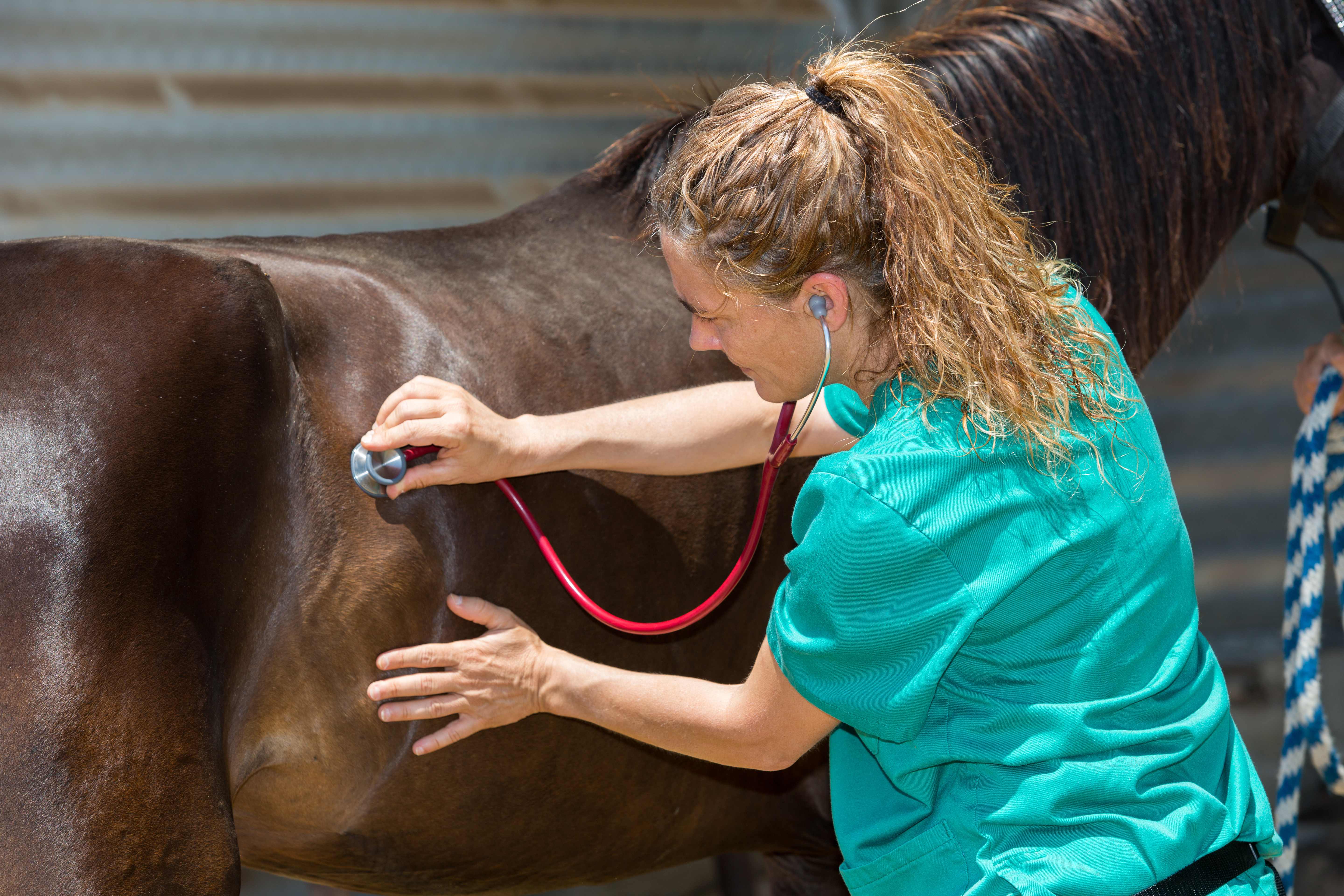 Colic is the most common medical ailment in the horse and, over the past 25 years there have been great strides in both the prevention and treatment of ...