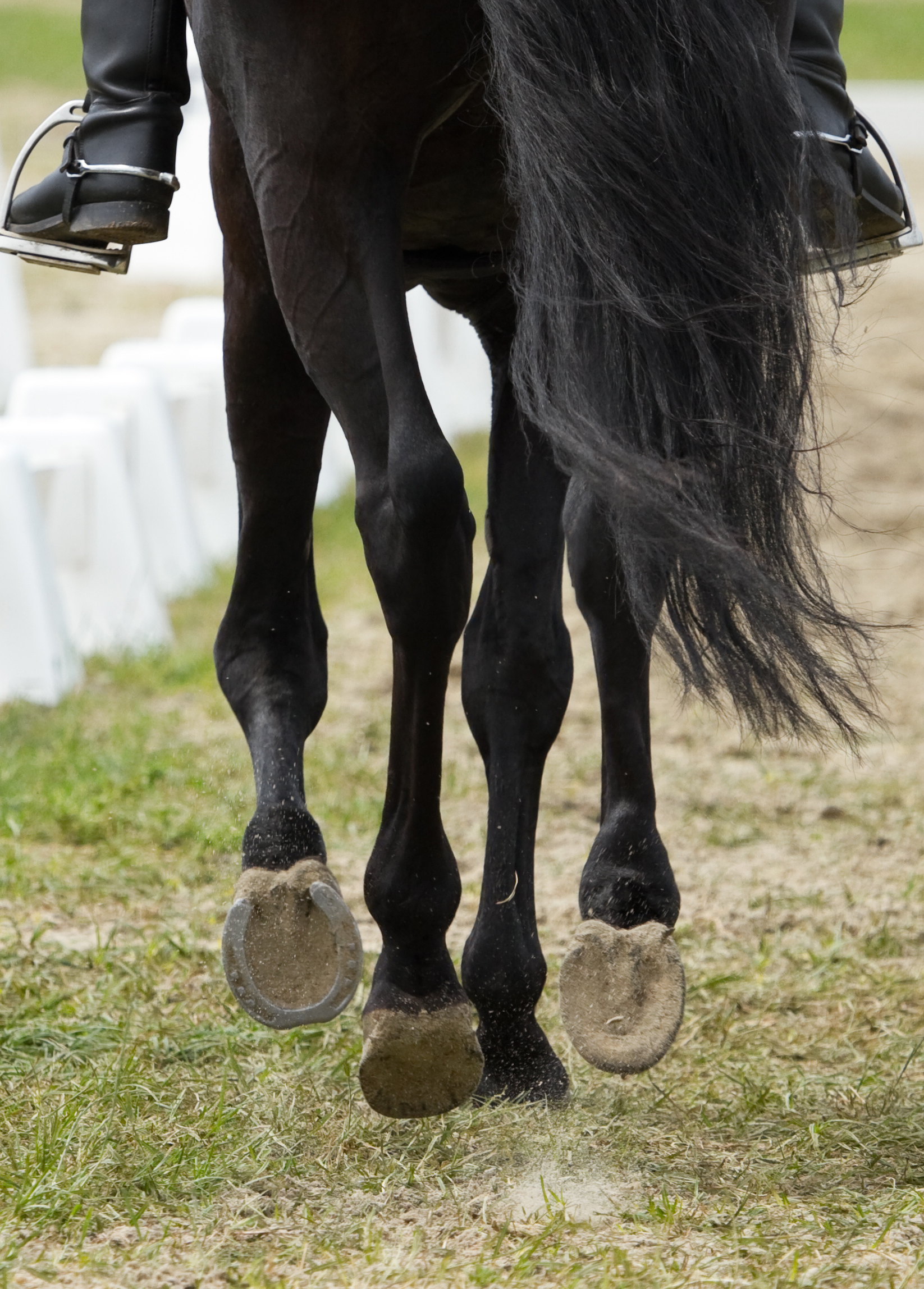 Horse Legs