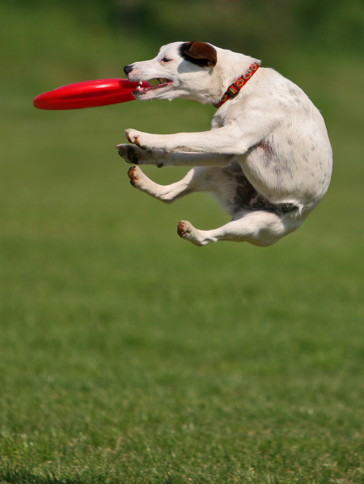 Dog Catching Frisbee