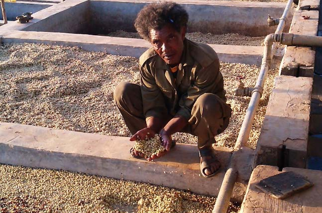 A SCFCU coffee farmer squats over his drying coffee
