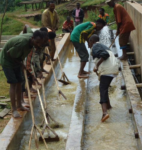 Yirgacheffe Coffee Washing