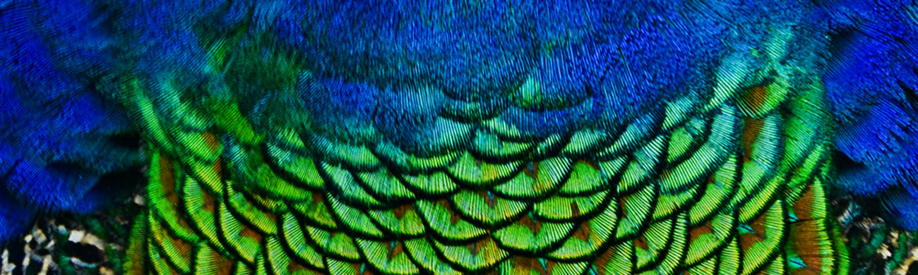 Buy Real Peacock Feathers